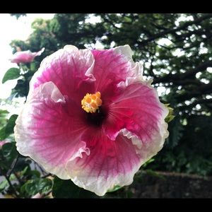 Meet your Posher, Marcia